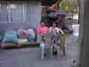 dsc0003131_small.jpg